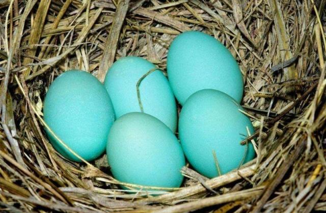 潘通的个人资料,什么是潘通流行色