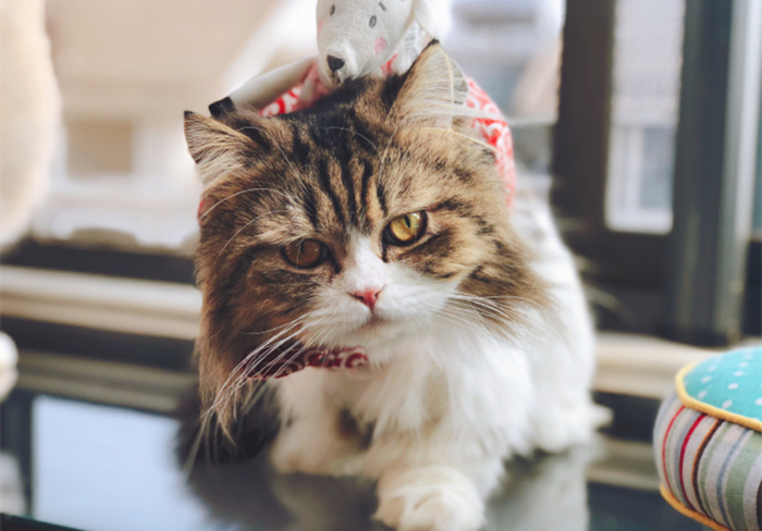 辟谣猫咪真的没有九条命,猫咪喝水喝少了会怎么样