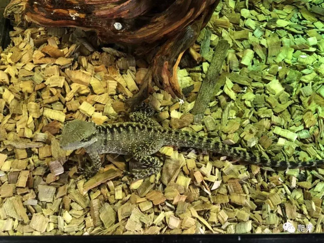 湛江爬宠店,深圳爬宠店在哪里