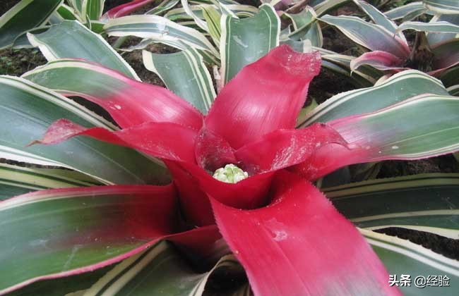 凤梨花叶子发黄怎么办,凤梨花叶子发黄枯萎怎么办