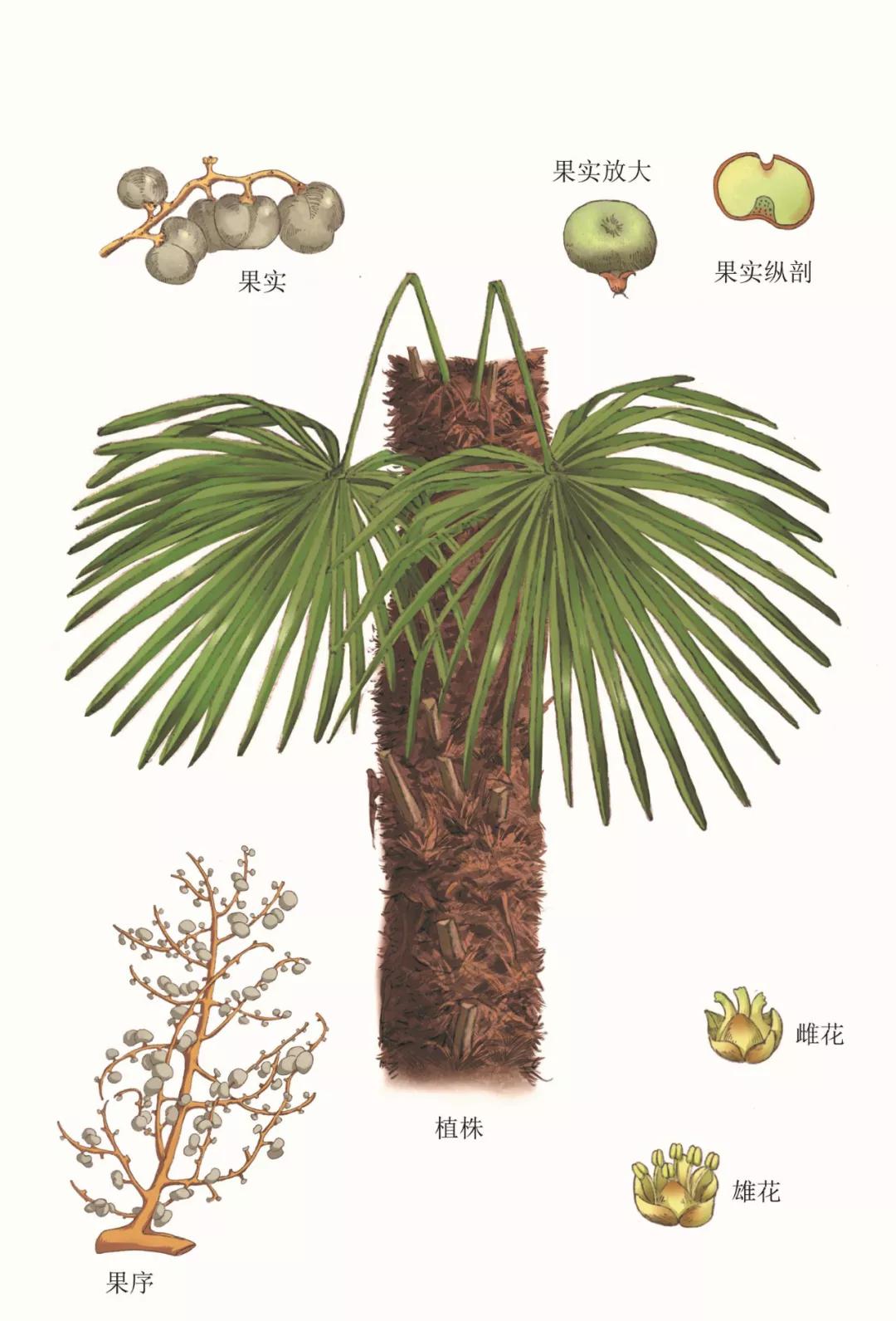 中国民间帽子大全,民间传统帽子大全