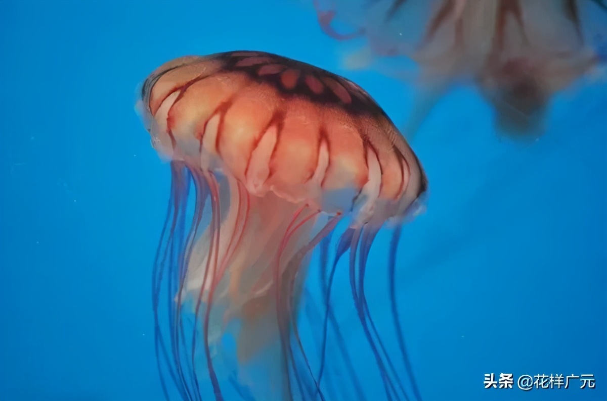 广元卡尔海洋世界,广元市卡尔海洋世界怎么去