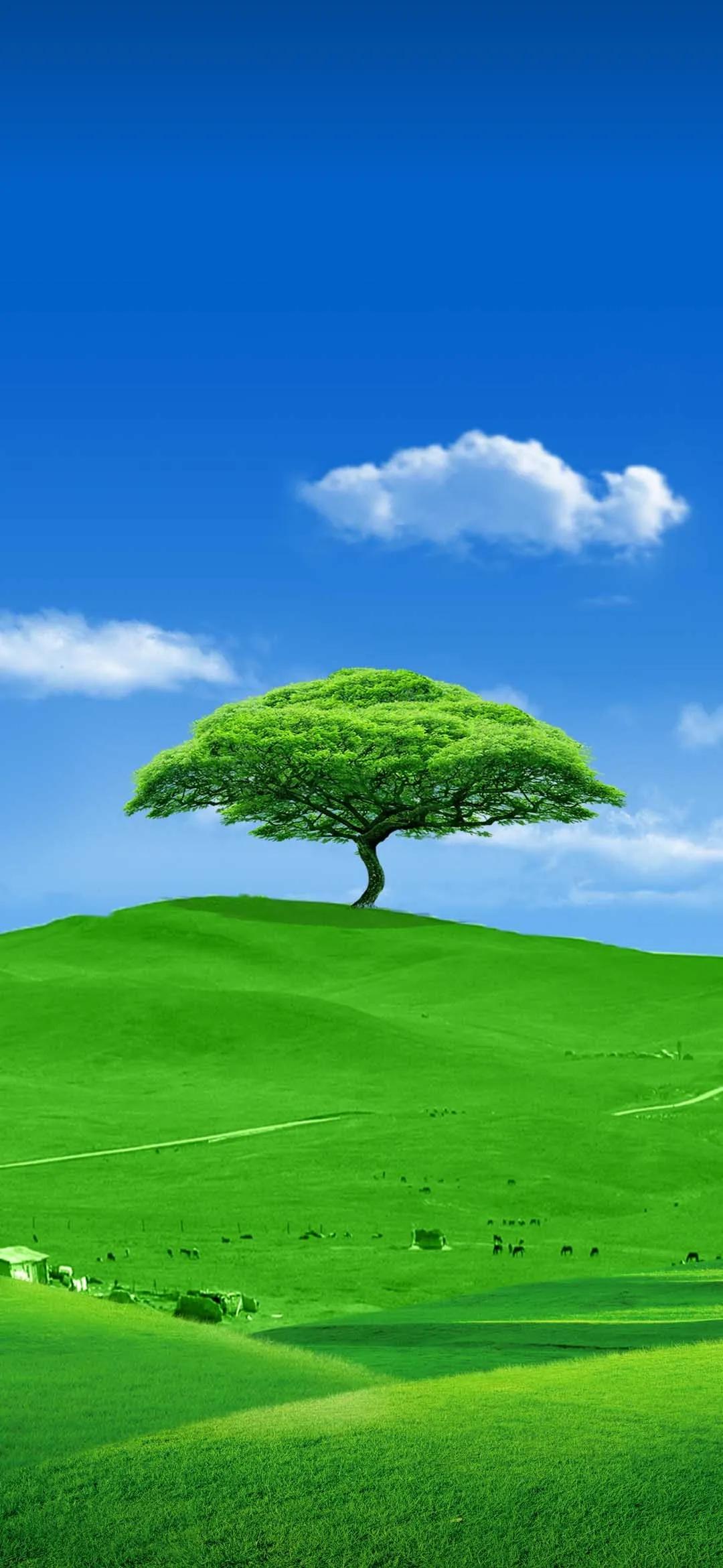 精美手机壁纸真是太美了,清晰到极致的手机壁纸图