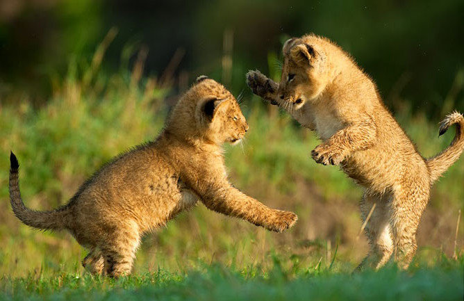 猫科动物辟谣,狮子老虎和猫智力差距