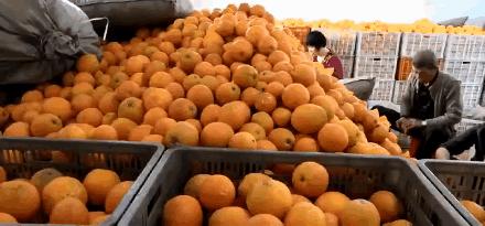 只有在五月能吃到的美食,5月的伦晚脐橙