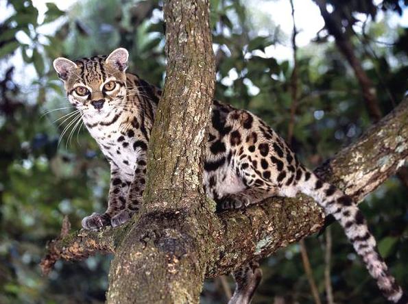 霸气侧漏的猫！可以在树上生活一辈子，想养的是真飘了