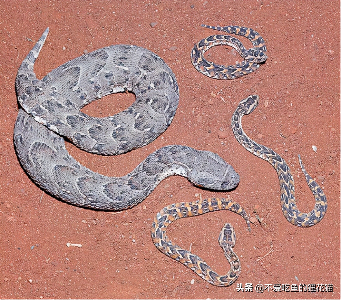 要不是因为强大的繁殖和适应能力,也许它会被天敌吃成濒危动物