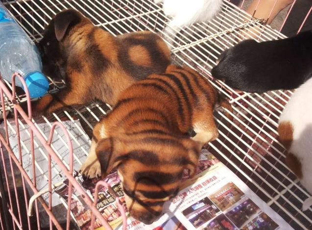 创业养狗靠谱吗,养狗需要买什么必需品