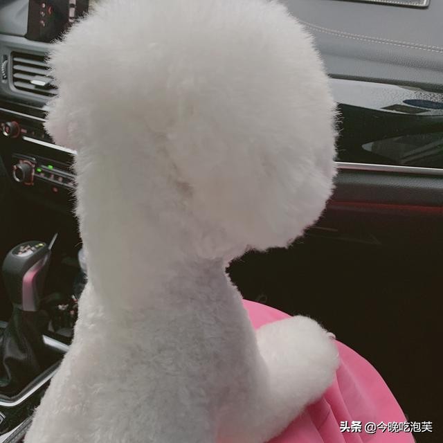 紫药水对狗狗皮肤病有用吗,狗狗吃了紫药水会怎样