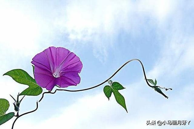 千字文全文注音版,千字文注音逐句解释