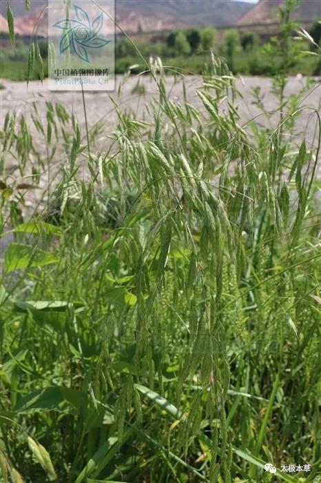 野燕麦煮水喝能止汗吗,野燕麦怎么止汗