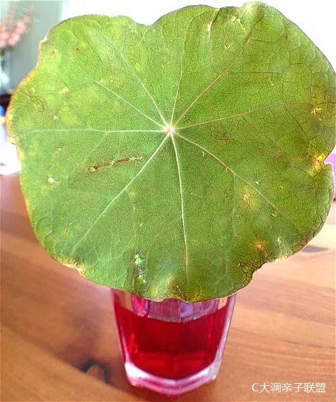 科学实验好奇心,科学入门小实验