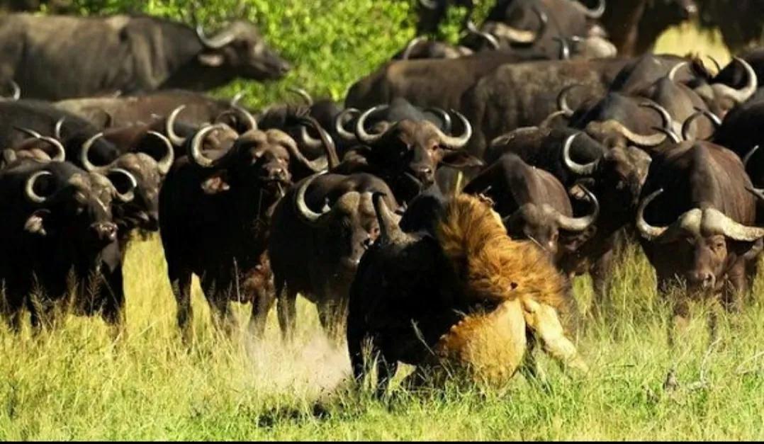 春天里的致敬,春天里的致敬合拍