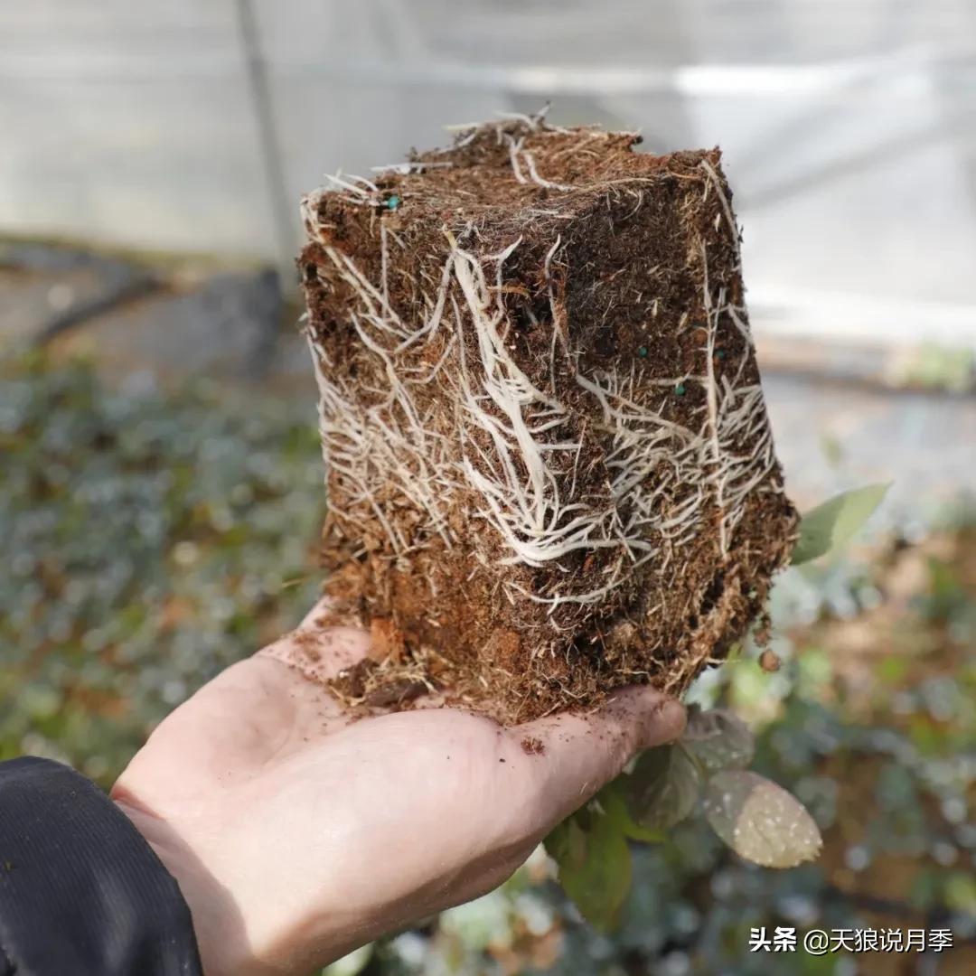 月季控对美的极致追求，尽在伊芙系列