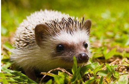 野生的刺猬违法吗,养野生刺猬犯法