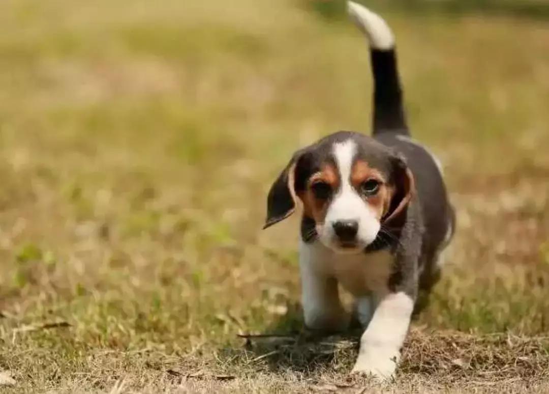 为什么狗狗一到宠物店就老实,宠物店遇到不听话的狗会打吗
