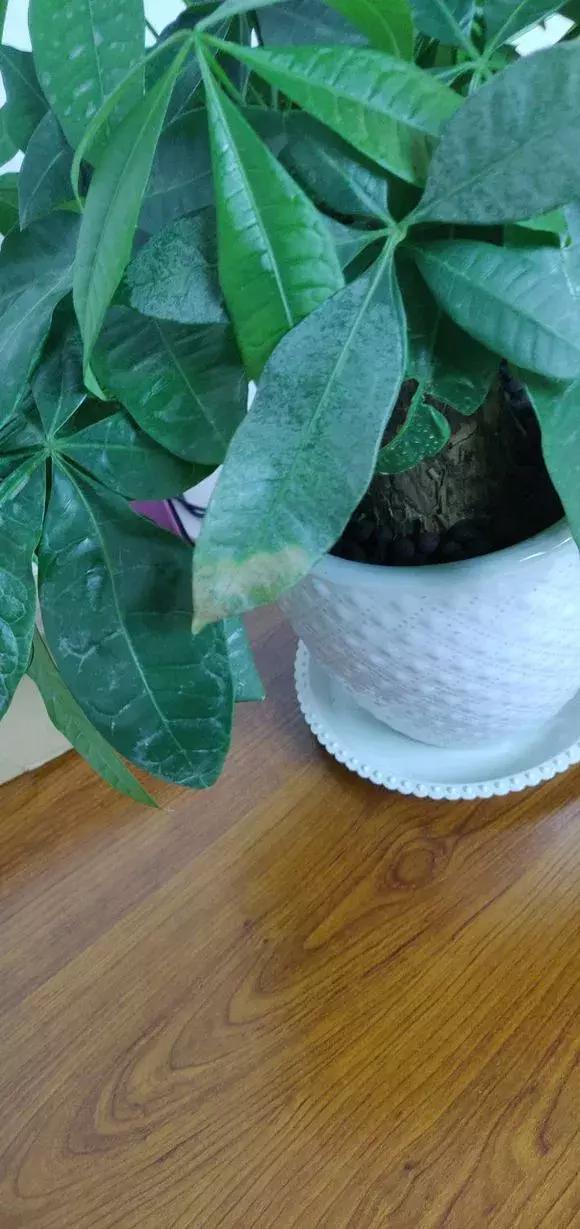 花积水了怎么补救,家里花多怎么浇水方便