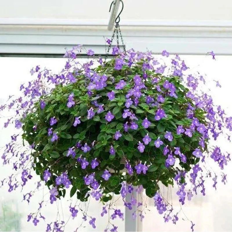 推荐4种“垂吊花”，看一眼就会喜欢上，家里养几盆，美如仙境
