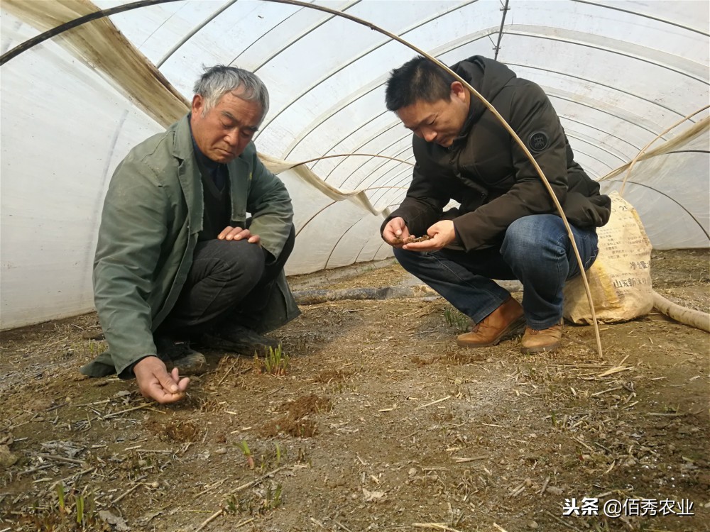 无公害韭菜灭蛆方法,韭菜有蛆用什么农药最有效