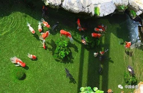 金鱼饲养怎么保持水质,金鱼越养越小怎么办
