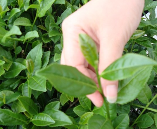 关于铁观音茶的传说,乾隆茶故事