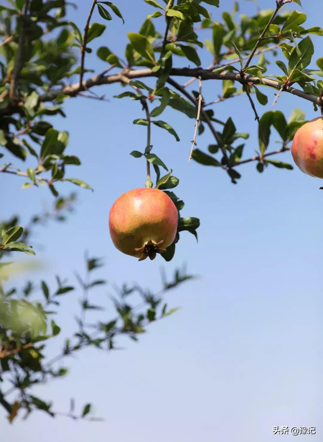 郑州软籽石榴哪个好吃又甜,在中国哪个地方的软籽石榴最出名