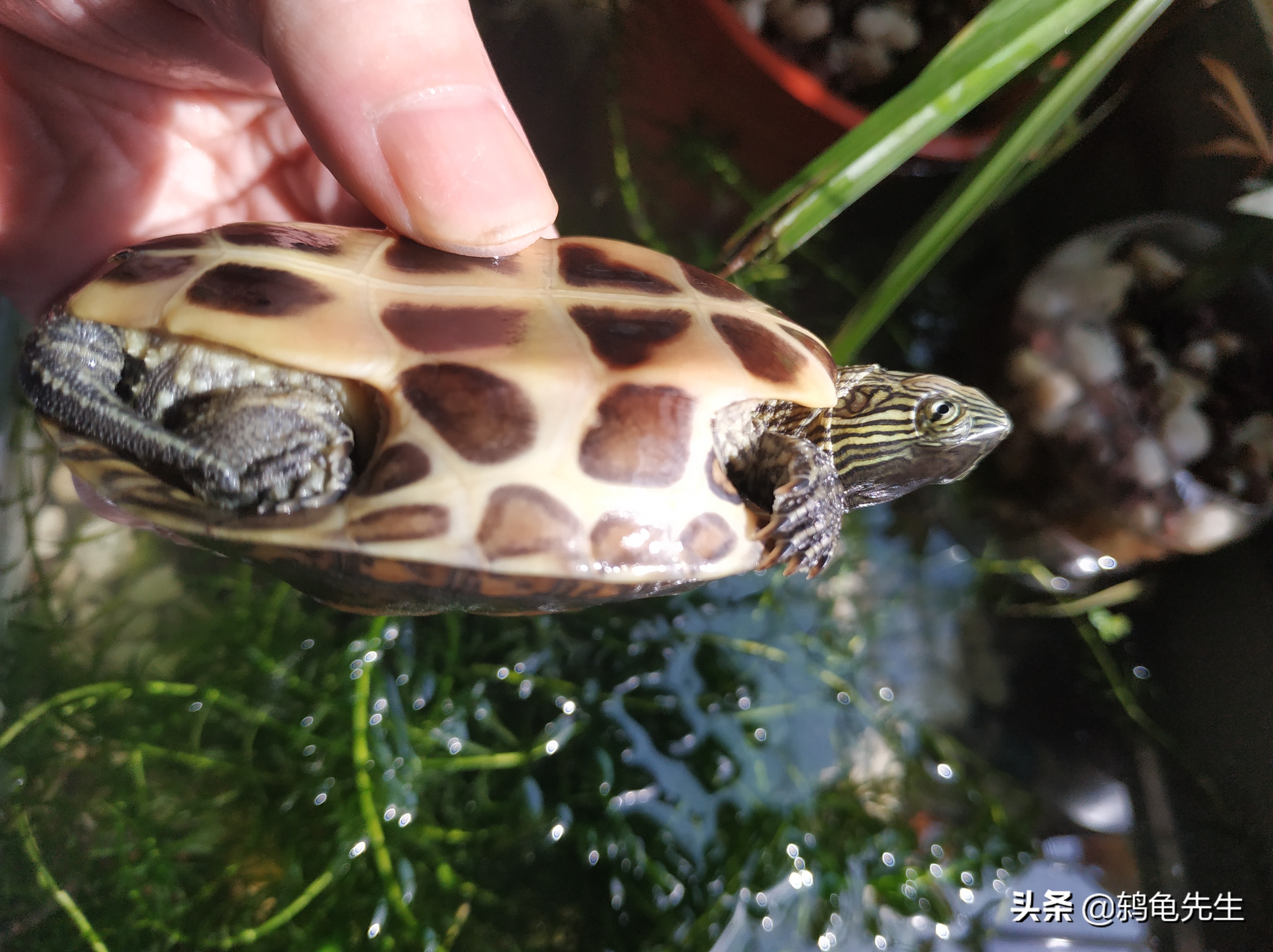 养龟注意事项及保温方法,养龟降温注意事项