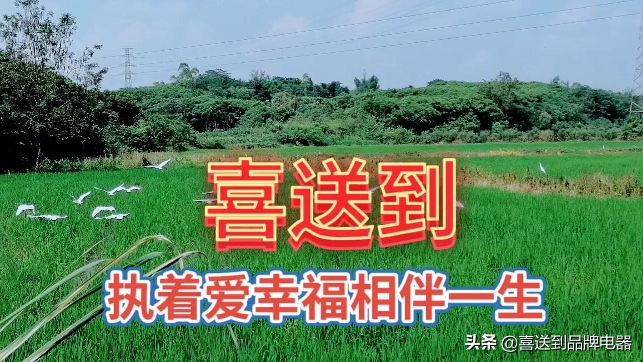 夫妻没有感情了如何化解,夫妻间没有感情了应该怎么解决