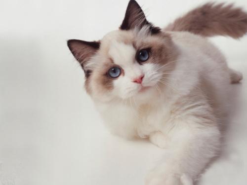 颜值爆表猫,颜值爆表的猫视频