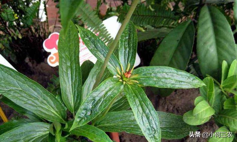 小何三农：治疗咽喉肿痛的原材料，与您分享七叶一枝花的种植经验