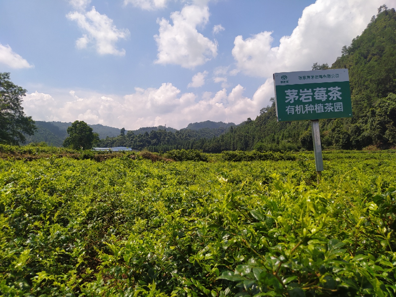 茅岩莓茶怎么泡效果好,茅岩莓茶的正确冲泡方法