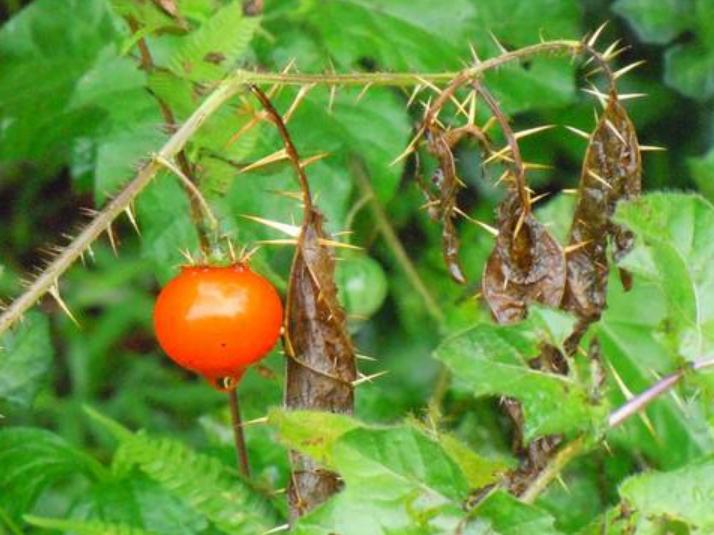 西瓜到底是否有毒,西瓜中了毒