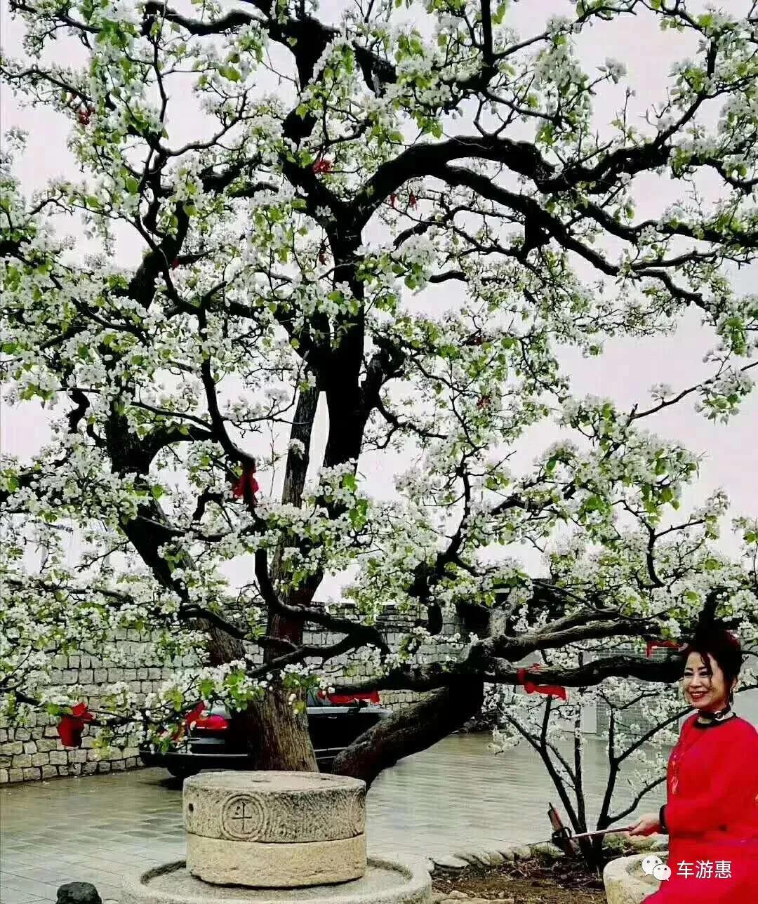 又到梨花盛开时美不胜收,又到梨花纷飞的季节