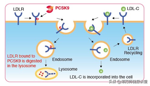 最新降胆固醇新药,海南降血脂针剂
