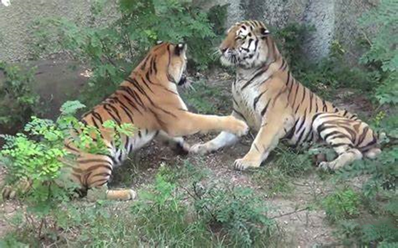 铁汉有柔情吗？看看老虎的繁殖与交配，了解冷门的知识点