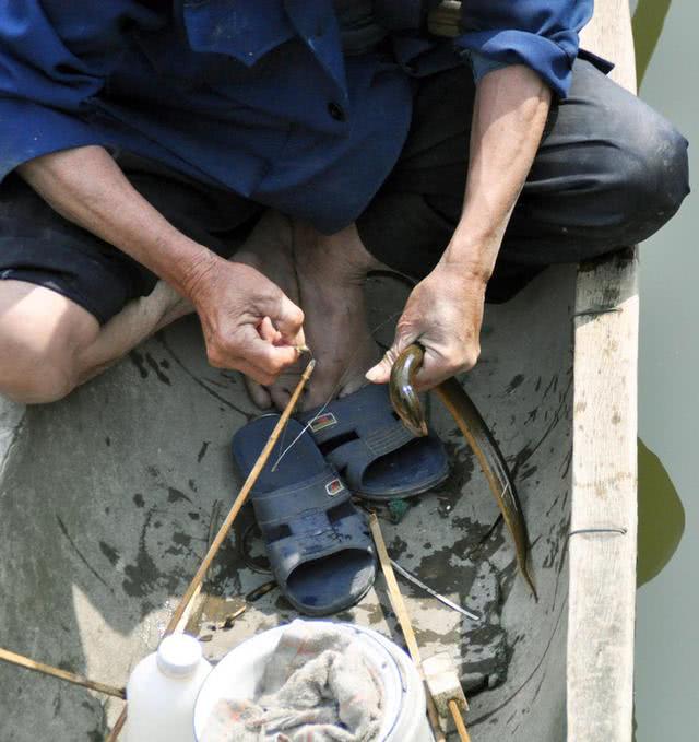 为什么河岸边石头缝里钓到的黄鳝更肥更大?老头给了我答案