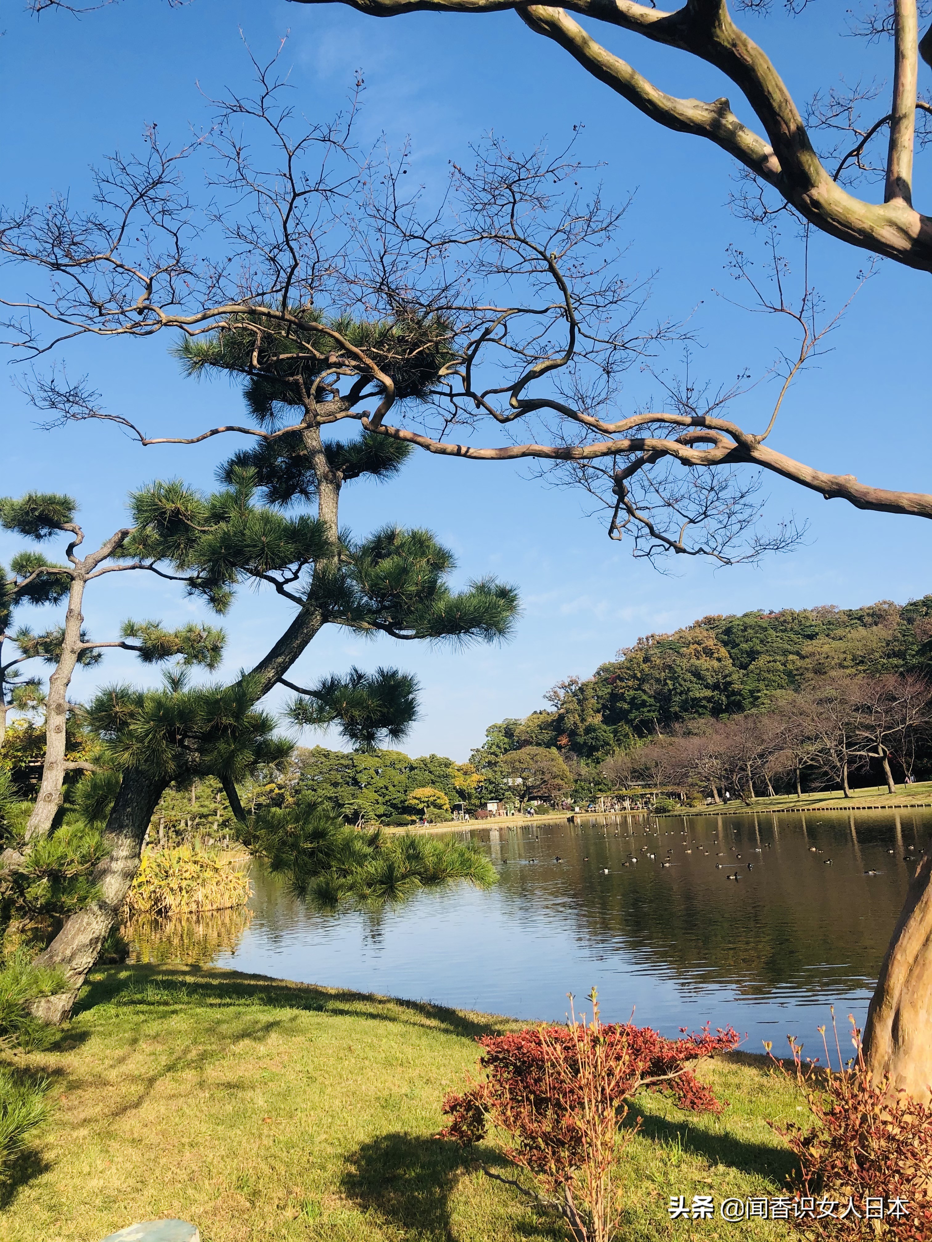 横滨三溪园,横滨三溪园介绍