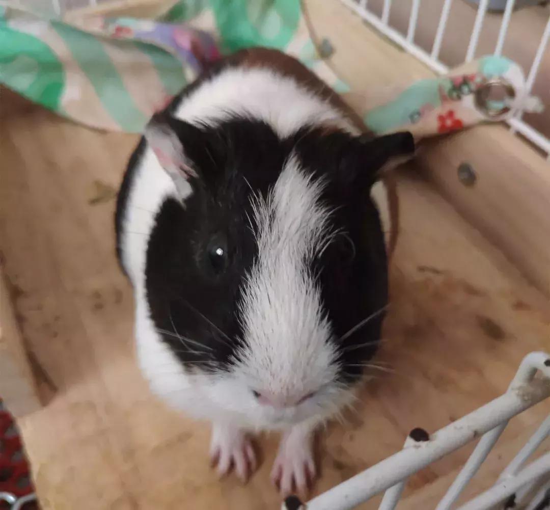 荷兰猪受到惊吓不吃食怎么办,荷兰猪感到不开心的表现