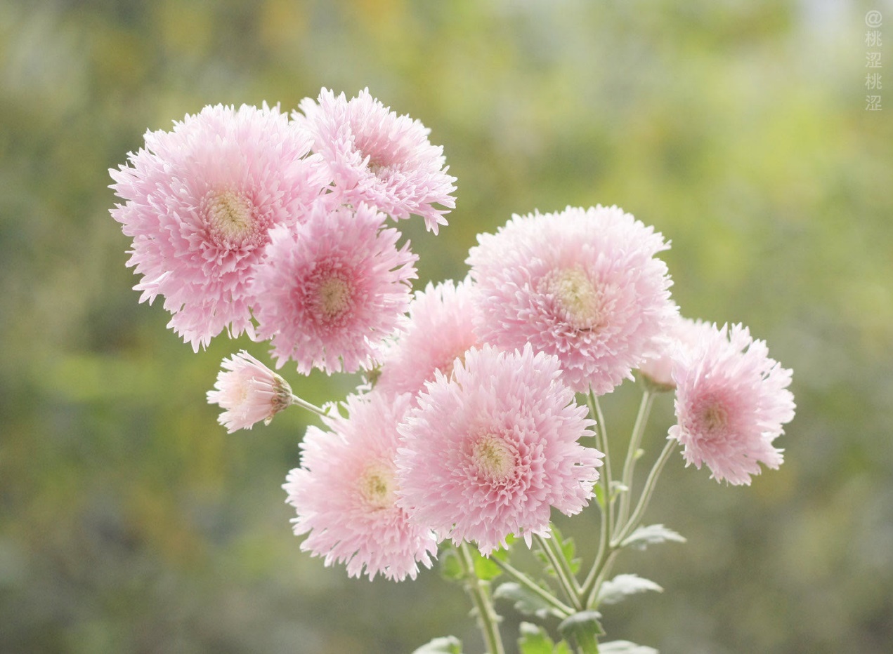 可爱的代名词是什么意思,可爱的代名词歌曲