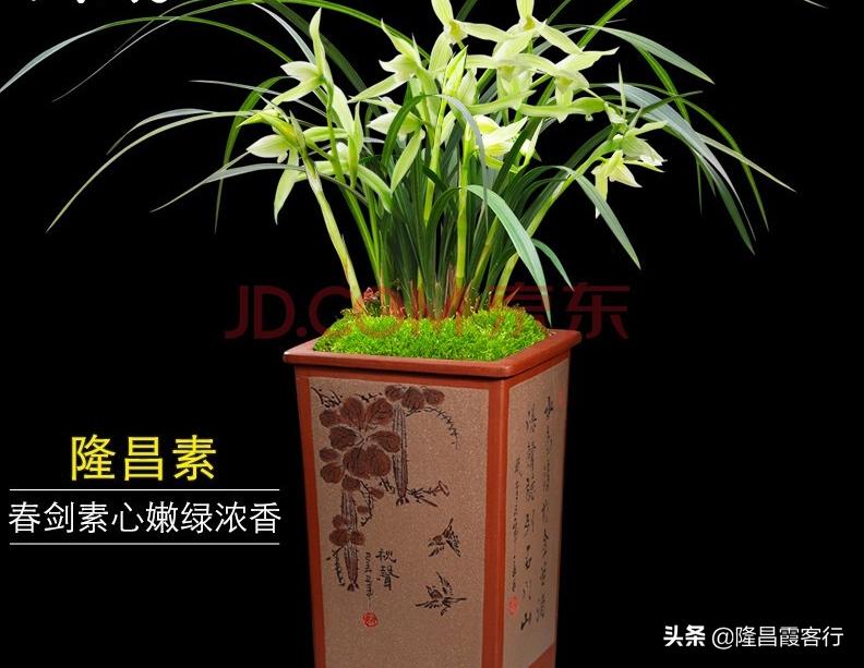 隆昌素“云顶香”险些绝迹的旧事