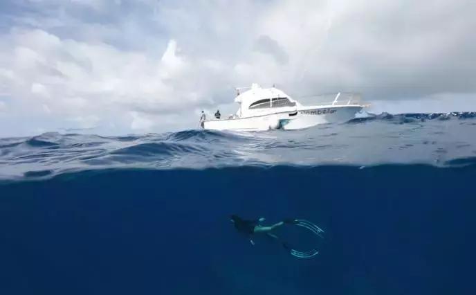 帕劳自由潜水完整视频,帕劳自由潜水玩法