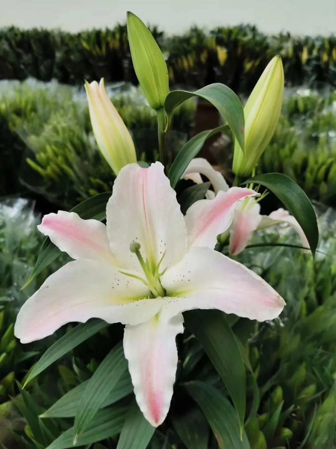 香水百合鲜切花云南鲜花基地,什么颜色的百合最好养活