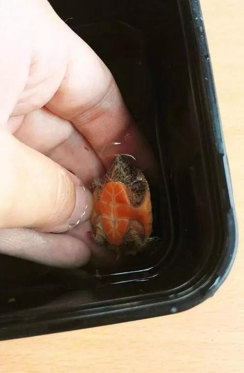 龟浮水是什么意思,龟浮水征兆