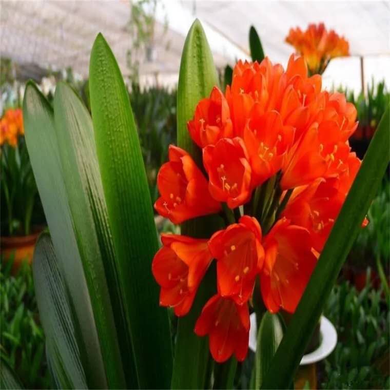 给君子兰浇水视频,给君子兰浇水指南怎么写