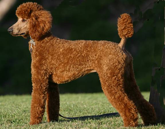 名犬排行榜杜宾,名犬排行榜捷克狼犬