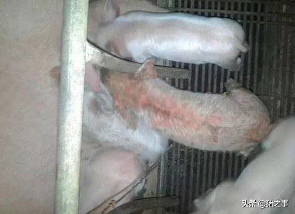 小猪身上莫名其妙的破皮,小猪崽身上爆皮怎么回事