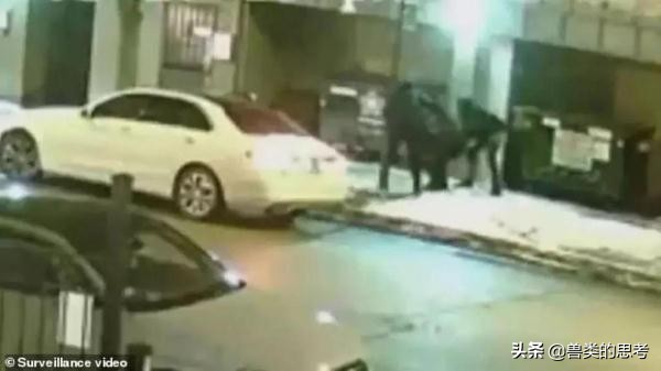 鹅猫相爱记：“加拿大鹅”情人节高调示爱天猫！究竟怎么回事？