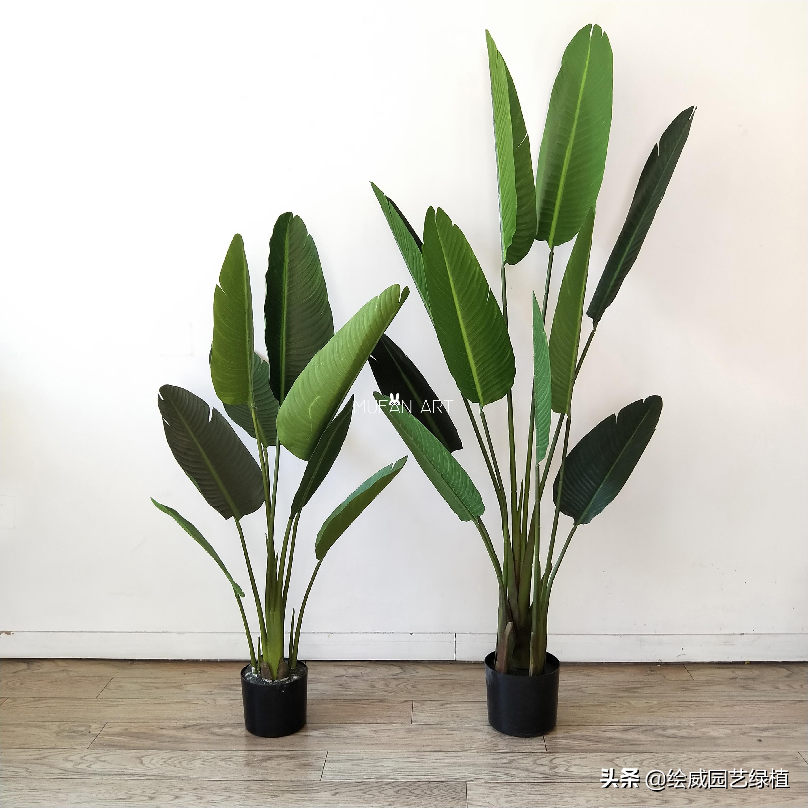 天堂鸟简单养护方法和注意事项,天堂鸟绿植黄叶卷边有虫怎么办