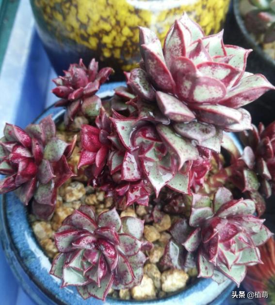 经历两年风雨的罗西玛，总算蜕变逆袭，无非把日常6点做好