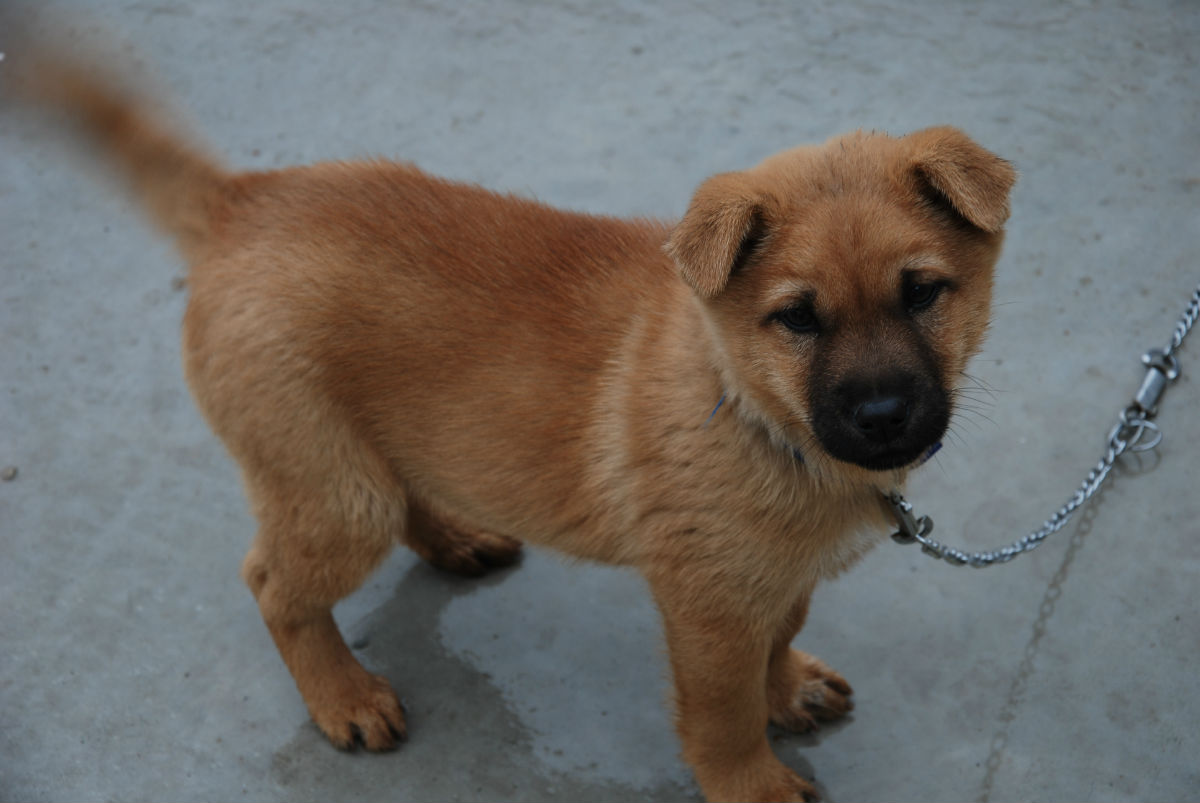 中国比较凶猛的犬,中国被公认的最凶猛的犬